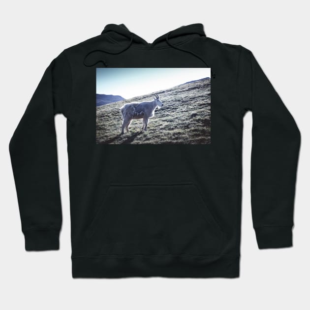 Mountain Goat 3 Hoodie by jonesing